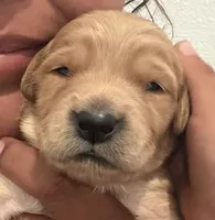 Luke (dark blue collar), a male Golden Retriever for sale in Hesperia, CA – 1 of 3