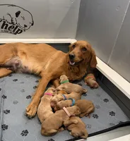Rebel (dark pink collar), a female Golden Retriever for sale in Hesperia, CA – 5 of 5