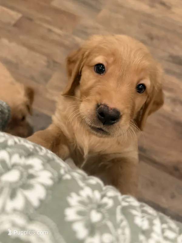 Nix (Orange collar ) – Golden Retriever puppy for sale in Hesperia, CA