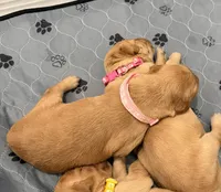 Peaches (light pink collar), a male Golden Retriever for sale in Hesperia, CA – 2 of 2