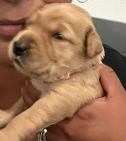 Rebel (dark pink collar), a female Golden Retriever for sale in Hesperia, CA – 2 of 5