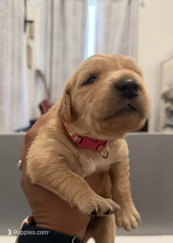 Rebel (dark pink collar) – Golden Retriever puppy for sale in Hesperia, CA