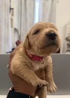 Rebel (dark pink collar), a female Golden Retriever for sale in Hesperia, CA – 1 of 5