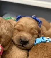 Luke (dark blue collar), a male Golden Retriever for sale in Hesperia, CA – 2 of 3