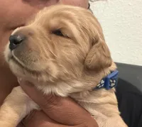Luke (dark blue collar), a male Golden Retriever for sale in Hesperia, CA – 3 of 3
