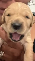 Michael Myers (green collar 1st born), a male Golden Retriever for sale in Hesperia, CA – 4 of 4