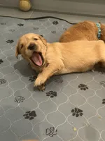 Michael Myers (green collar 1st born), a male Golden Retriever for sale in Hesperia, CA – 3 of 4