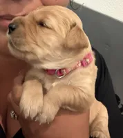 Rebel (dark pink collar), a female Golden Retriever for sale in Hesperia, CA – 4 of 5