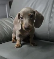 Georgie, a male Miniature Dachshund for sale in Tunnel Hill, GA – 1 of 3