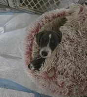 Peppers, a male Miniature Dachshund for sale in Tunnel Hill, GA – 3 of 4