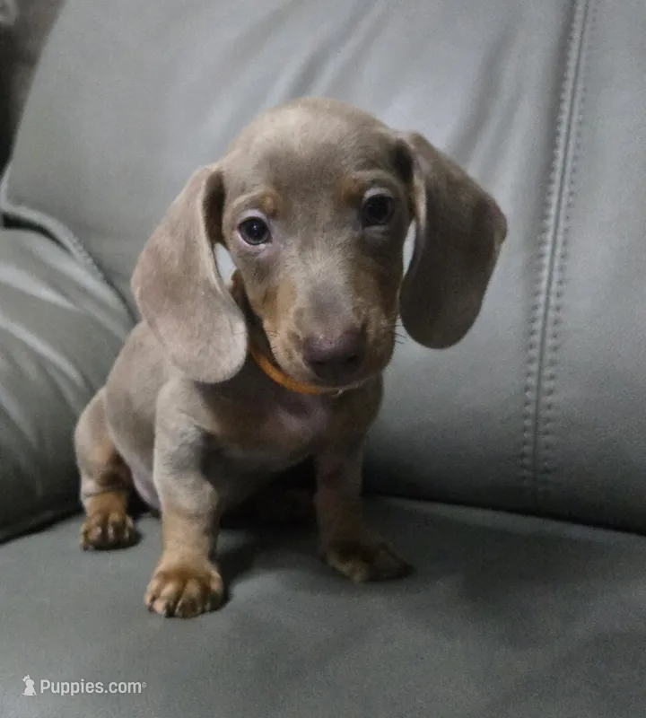 Pumpkin – Miniature Dachshund puppy for sale in Tunnel Hill, GA