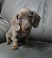 Pumpkin, a male Miniature Dachshund for sale in Tunnel Hill, GA – 1 of 2