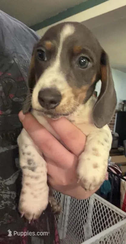 Peppers – Miniature Dachshund puppy for sale in Tunnel Hill, GA