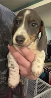 Peppers, a male Miniature Dachshund for sale in Tunnel Hill, GA – 1 of 4