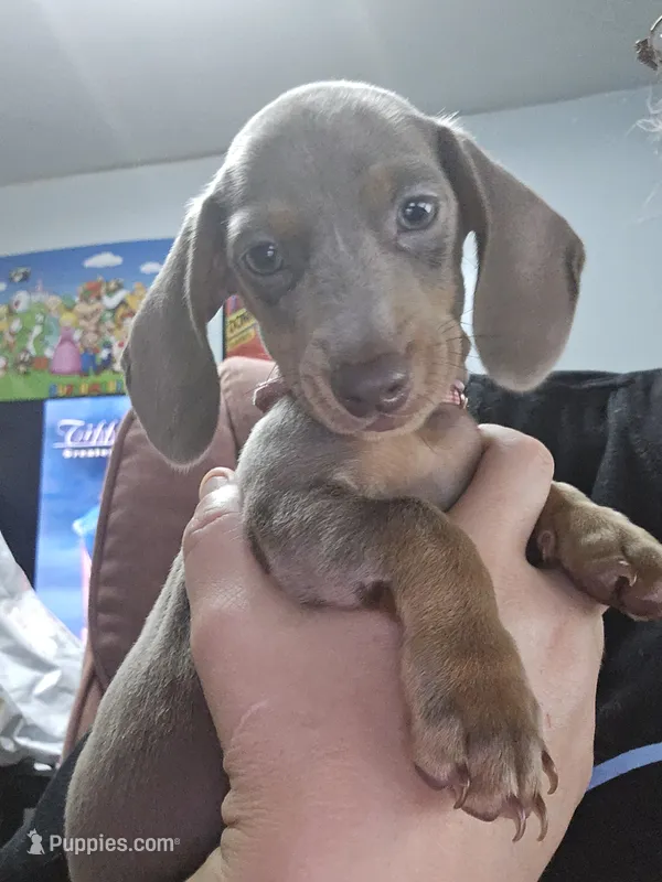Sheldon – Miniature Dachshund puppy for sale in Tunnel Hill, GA
