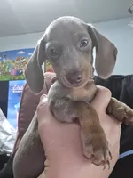 Sheldon, a male Miniature Dachshund for sale in Tunnel Hill, GA – 1 of 1