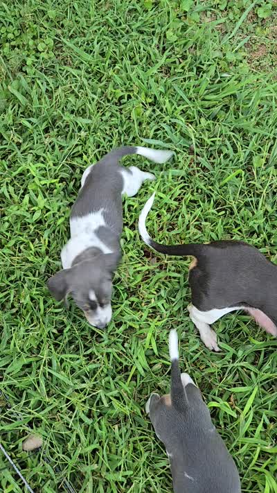 Peppers, a male Miniature Dachshund for sale in Tunnel Hill, GA – 4 of 4