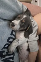 Peppers, a male Miniature Dachshund for sale in Tunnel Hill, GA – 2 of 4