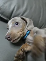 Georgie, a male Miniature Dachshund for sale in Tunnel Hill, GA – 3 of 3