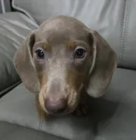 Georgie, a male Miniature Dachshund for sale in Tunnel Hill, GA – 2 of 3