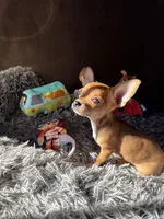 Scooby, a male Chihuahua for sale in Victorville, CA – 5 of 10
