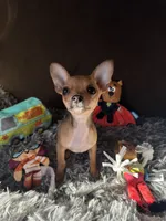 Scooby, a male Chihuahua for sale in Victorville, CA – 1 of 10
