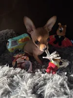 Scooby, a male Chihuahua for sale in Victorville, CA – 4 of 10