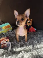 Scooby, a male Chihuahua for sale in Victorville, CA – 2 of 10
