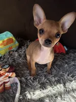 Scooby, a male Chihuahua for sale in Victorville, CA – 3 of 10
