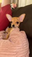 Scooby, a male Chihuahua for sale in Victorville, CA – 10 of 10