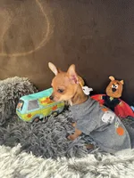 Scooby, a male Chihuahua for sale in Victorville, CA – 7 of 10