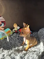 Scooby, a male Chihuahua for sale in Victorville, CA – 6 of 10