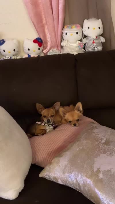 Scooby, a male Chihuahua for sale in Victorville, CA – 9 of 10