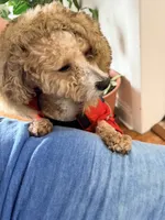 Bear, a male Poochon for sale in Cleveland Heights, OH – 3 of 4