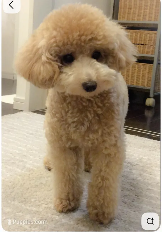 Bear – Poochon puppy for sale in Cleveland Heights, OH