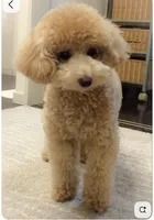 Bear, a male Poochon for sale in Cleveland Heights, OH – 1 of 4