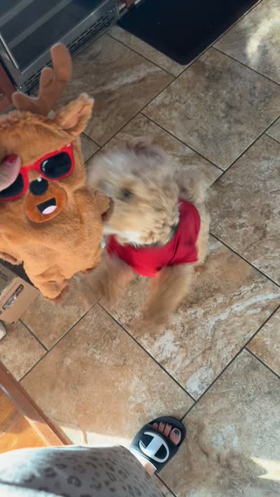 Bear, a male Poochon for sale in Cleveland Heights, OH – 4 of 4