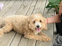 Bear, a male Poochon for sale in Cleveland Heights, OH – 2 of 4