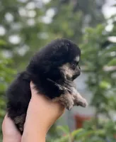 AKC Theo, a male Pomeranian for sale in Tacoma, WA – 3 of 8
