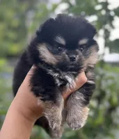 AKC Theo, a male Pomeranian for sale in Tacoma, WA – 2 of 8