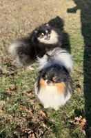 AKC Theo, a male Pomeranian for sale in Tacoma, WA – 7 of 8