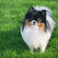 AKC Theo, a male Pomeranian for sale in Tacoma, WA – 8 of 8