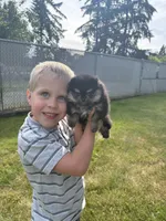 AKC Theo, a male Pomeranian for sale in Tacoma, WA – 5 of 8
