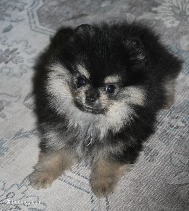 AKC Theo – Pomeranian puppy for sale in Tacoma, WA