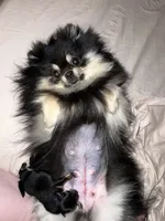 AKC Theo, a male Pomeranian for sale in Tacoma, WA – 6 of 8
