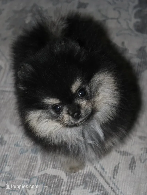AKC Theo – Pomeranian puppy for sale in Tacoma, WA