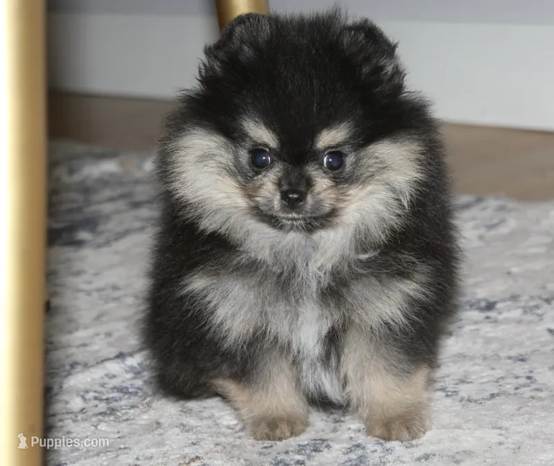 AKC Theo – Pomeranian puppy for sale in Tacoma, WA