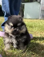 AKC Theo, a male Pomeranian for sale in Tacoma, WA – 1 of 8