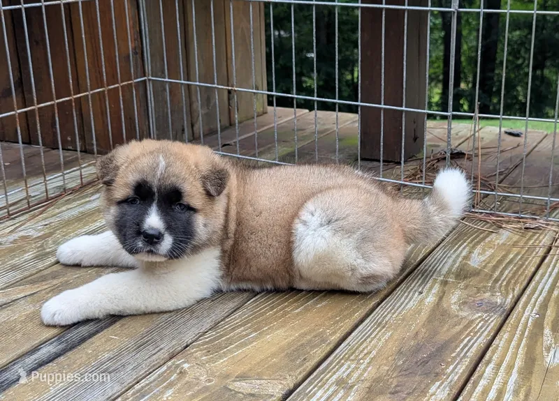 Kimber – Akita puppy for sale in Chatsworth, GA