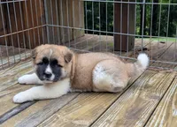 Kimber, a female Akita for sale in Chatsworth, GA – 1 of 8